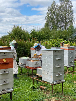 Братия подворья Новоспасского монастыря в Сумарокове завершают работы по подготовке пчел к зиме