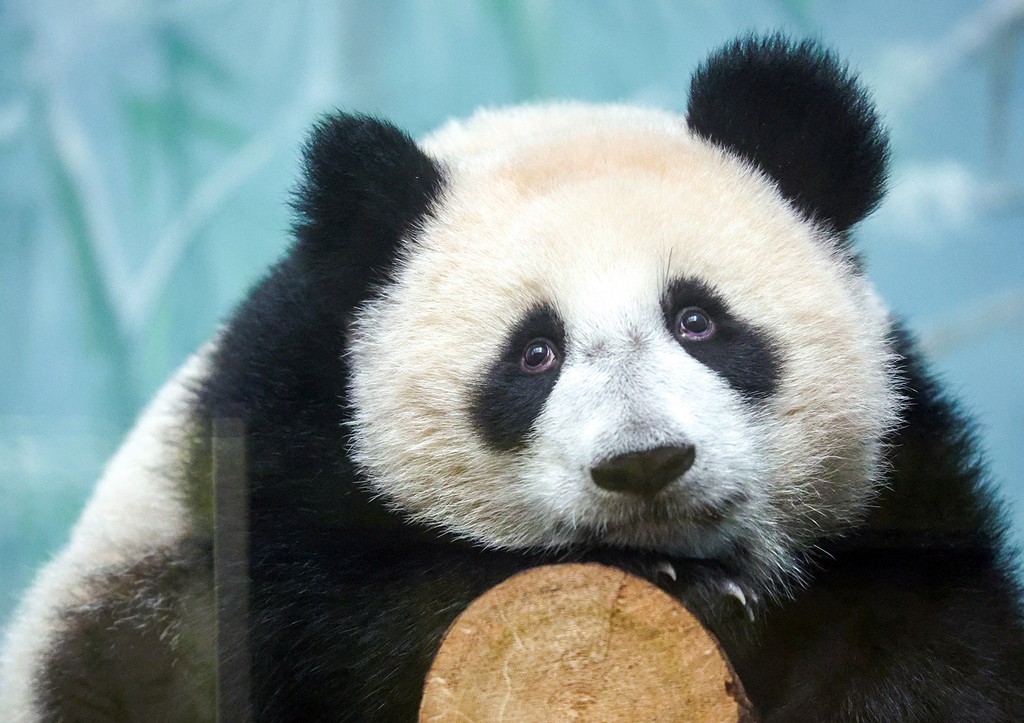 Панда Катюша в Московском зоопарке: последние новости 23 декабря, видео a2f4b506-72dd-47e8-9510-8f335f2525dc-67bc7f9f