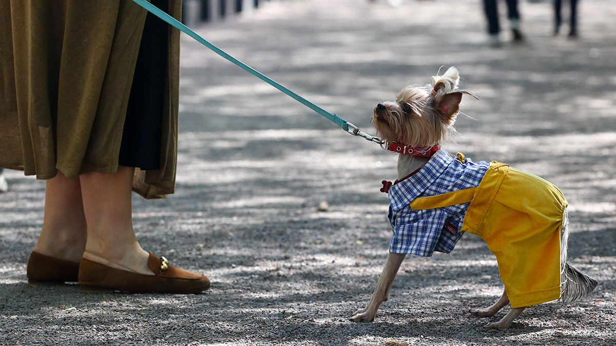 Удивительные праздники 14 января в России и мире Спецпроект Четвероногий друг в рамках фестиваля Пасхальный дар на Цветном бульваре