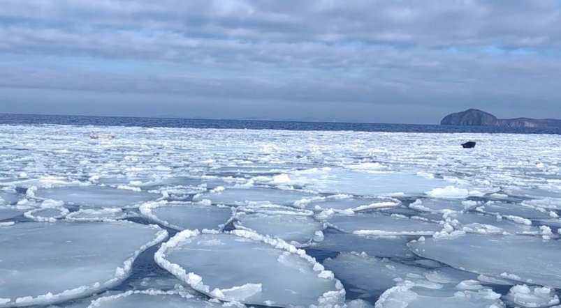 В Приморье инспектор запечатлел тюленей-интровертов ФГБУ "Земля леопарда"