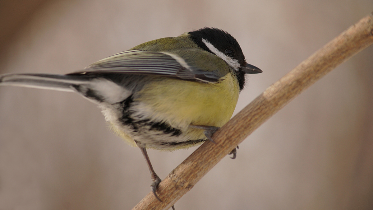 Каких птиц можно встретить зимой в столичных парках и на природных территориях СиницаГМЗ ЦарицыноОрехово-Борисо