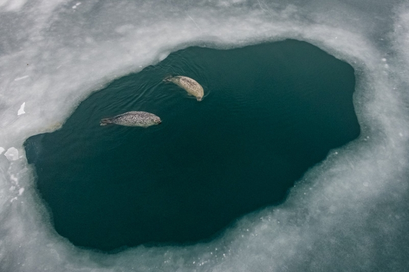 Приморье радует жителей мягкой зимней погодой d4d4bac7-32bf-42cb-a5a8-6ba9e71edcd2-67e032fe