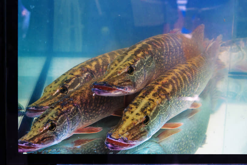 Астраханская щучья икра под контролем рынка 36abc47a-7d6c-4e29-adc4-140a9a122916-68007391