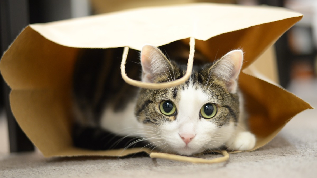 zagadochnyj zvuk ekeke u koshek trebuet vnimaniya vladelczev-t-nw-ru-174076943900-0