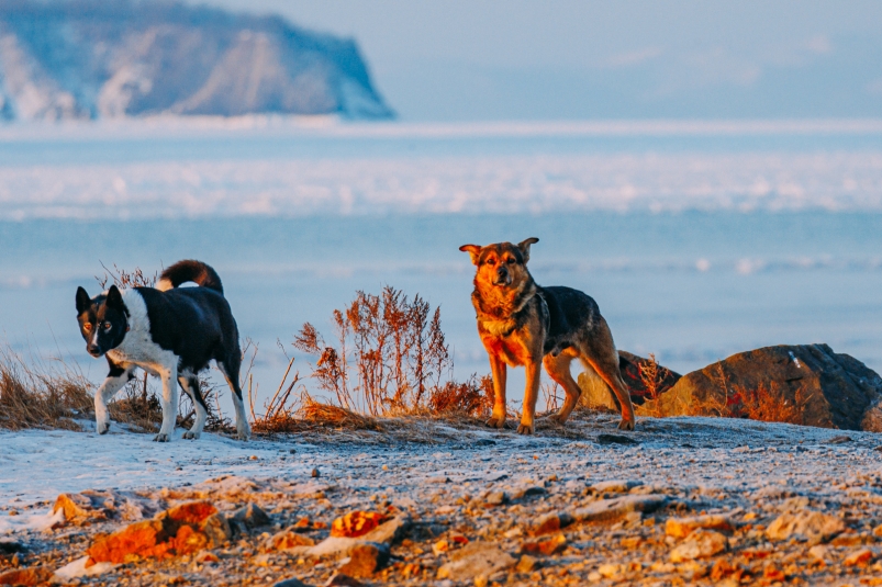 Зимняя свежесть и солнечная погода порадуют жителей Приморья в пятницу zimnyaya svezhest i solnechnaya pogoda poraduyut zhitelej primorya v pyatniczu-t-nw-ru-174059691200-0