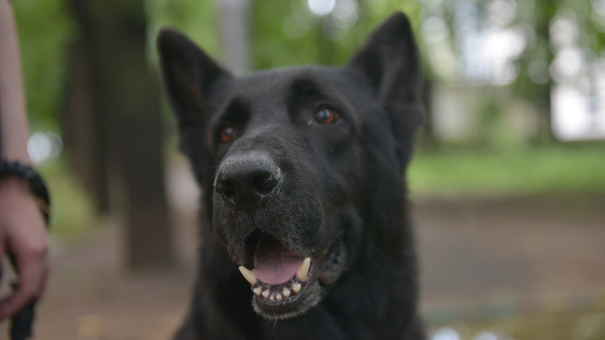 Юрист Воробьев оценил возможный запрет на подкармливание бездомных животных