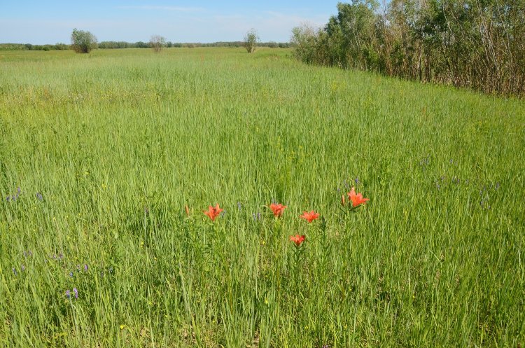 Эффективные решения для защиты Якутска от наводнений предложили эксперты МГУ effektivnye resheniya dlya zashhity yakutska ot navodnenij predlozhili eksperty mgu-t-nw-ru-174120327400-0