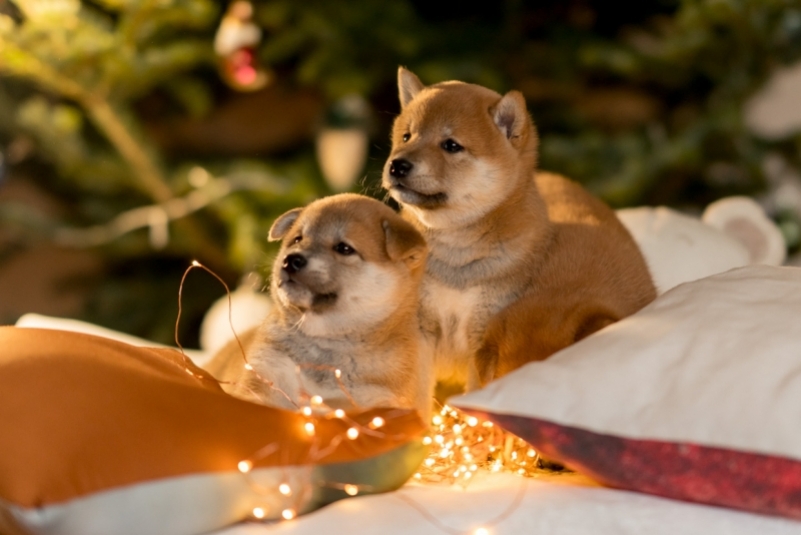 Фото: primamedia.ru