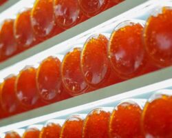 Красная икра и новые возможности для комфорта в СИЗО Москвы и Московской области Открытие Российской агропромышленной выставки Золотая осень 2024 в Тимирязев центре