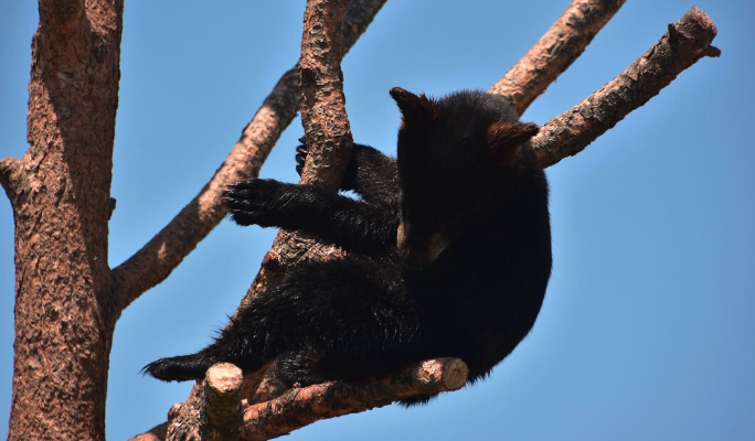 Московский зоопарк показал, как малайский медвежонок учится пользоваться когтями