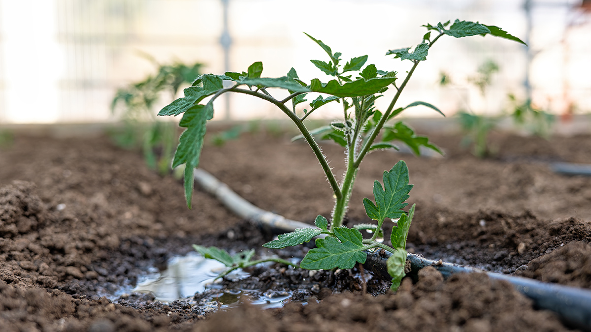 Когда можно высаживать растения в Москве и Подмосковье в 2025 году