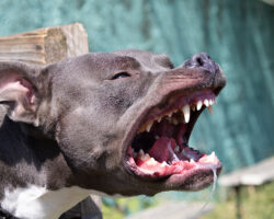 Подростки в Усть-Лабинске и Сочи пострадали от собак в Краснодарском крае BeautifulAngryDogStaffordshireBullTerrierBlueAmericanStaffordshireTerrier