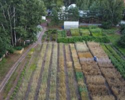 Прорыв ТюмГУ в повышении урожайности пшеницы Омская 36 и Новосибирская 31 proryv tyumgu v povyshenii urozhajnosti psheniczy omskaya 36 i novosibirskaya 31-t-nw-ru-174307628300-0