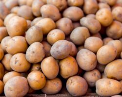 Россельхознадзор Приморья защитил регион от 30 тонн зараженного картофеля из Пакистана rosselhoznadzor primorya zashhitil region ot 30 tonn zarazhennogo kartofelya iz pakistana-t-nw-ru-174291876500-0