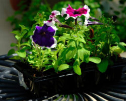 sekrety pyshnogo czveteniya ot biologa mariny tatarenko i luchshie sorta dlya posadki v marte-t-nw-ru-174297678100-0