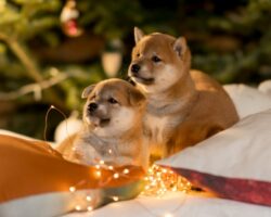 shhenok sibainu gammi stal novym pitomczem gubernatora primorya olega kozhemyako-t-nw-ru-174296896300-0