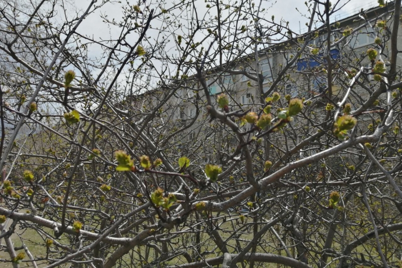 Солнечные дни и легкий ветер порадуют жителей Приморья 10 марта solnechnye dni i legkij veter poraduyut zhitelej primorya 10 marta-t-nw-ru-174188938300-0