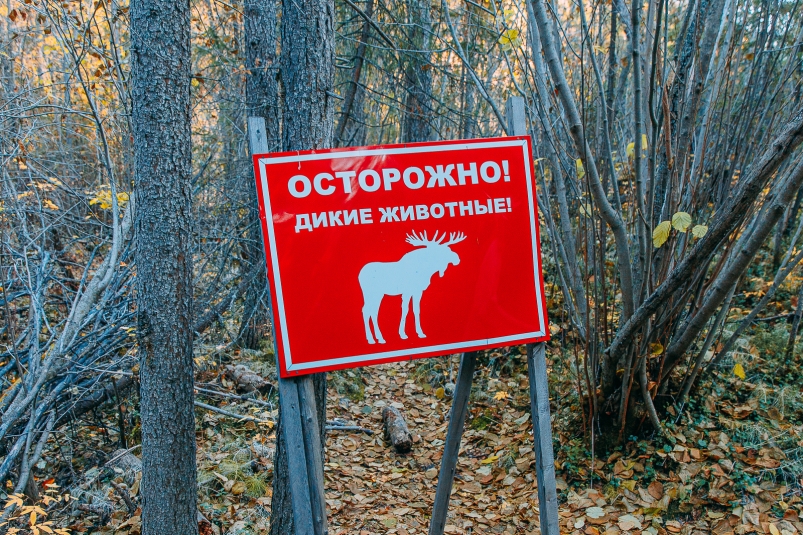 speczialisty minprirody primorya izuchayut napadenie hishhnika u sela glubinnoe v krasnoarmejskom rajone-t-nw-ru-174188387200-0