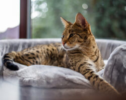 Удивительная дружба кошек и собак раскрыта в современных исследованиях животных udivitelnaya druzhba koshek i sobak raskryta v sovremennyh issledovaniyah zhivotnyh-t-nw-ru-174220668100-0