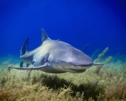 Барак Цах снимает подводный мир Хадэры с помощью камеры GoPro barak czah snimaet podvodnyj mir hadery s pomoshhyu kamery -t-nw-ru-174560635800-0