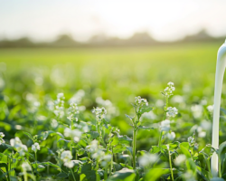 Целебное молоко для грядок секрет урожая огурцов и роз czelebnoe moloko dlya gryadok sekret urozhaya ogurczov i roz-t-nw-ru-174450583900-0