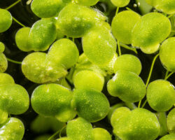 Генетики лаборатории Колд-Спринг-Харбор открыли потенциал ряски как суперрастения CurBio genetiki laboratorii koldspringharbor otkryli potenczial ryaski kak superrasteniya -t-nw-ru-174354781900-0