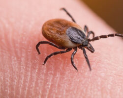 Мария Семенюк и Ширин Ораева напоминают о безопасном обращении с клещами FemaleDeerTickOnSkinOfHumanFingerIxodesRicinus