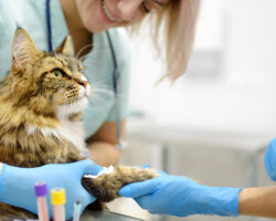 Михаил Шеляков объясняет, как животные Москвы получают помощь в ветклиниках mihail shelyakov obyasnyaet kak zhivotnye moskvy poluchayut pomoshh v vetklinikah-t-nw-ru-174557815200-0