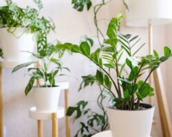 Питательный раствор для фикусов и спатифиллумов подарит комнатным растениям яркую зелень pitatelnyj rastvor dlya fikusov i spatifillumov podarit komnatnym rasteniyam yarkuyu zelen-t-nw-ru-174418971300-0