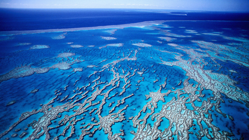 ICRI: в мире обесцветились 84% коралловых рифов