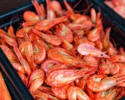 Россельхознадзор во Владивостоке предотвратил ввоз небезопасных креветок из Китая rosselhoznadzor vo vladivostoke predotvratil vvoz nebezopasnyh krevetok iz kitaya-t-nw-ru-174371402000-0