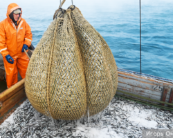 Россия вошла в сардиновую эпоху благодаря рекордным уловам иваси и развитию Росрыболовства rossiya voshla v sardinovuyu epohu blagodarya rekordnym ulovam ivasi i razvitiyu rosrybolovstva-t-nw-ru-174413800900-0