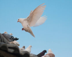 Символ мира и света - голубь вылетел из Храма Гроба Господня перед схождением Благодатного огня simvol mira i sveta golub vyletel iz hrama groba gospodnya pered shozhdeniem blagodatnogo ognya-t-nw-ru-174509423300-0