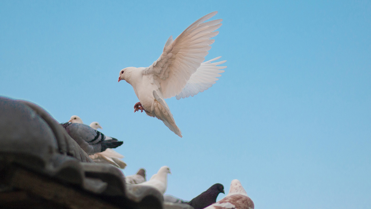 Голубь вылетел из храма Гроба Господня перед схождением Благодатного огня