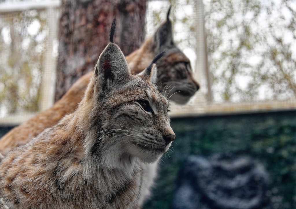 Стало известно, где можно встретить рысь в Подмосковье