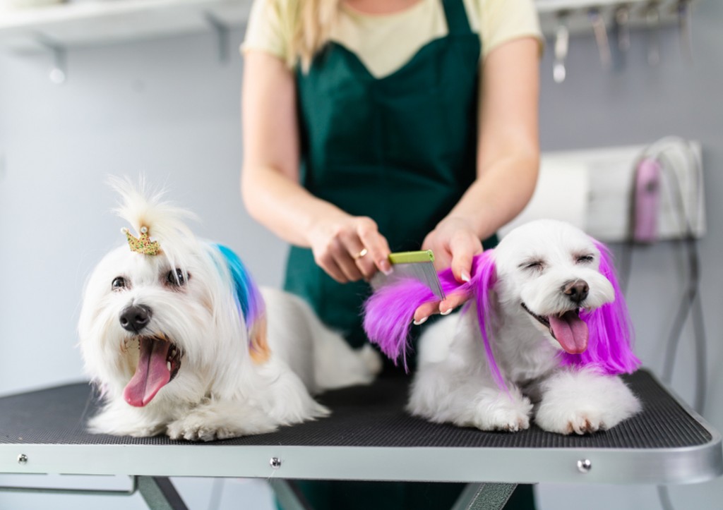 Кинолог рассказал об опасности собачьего «лапикюра»