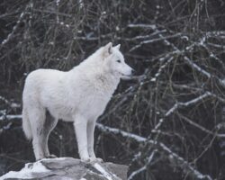 Colossal Biosciences возрождает легендарных лютоволков из вселенной Джорджа Мартина vozrozhdaet legendarnyh lyutovolkov iz vselennoj dzhordzha martina-t-nw-ru-174406522100-0