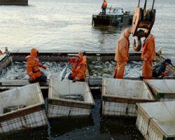 АФК «Система» и Милан Керимов открывают новые горизонты для РПХ «Восход» afk sistema i milan kerimov otkryvayut novye gorizonty dlya rph voshod-t-nw-ru-174637200400-0