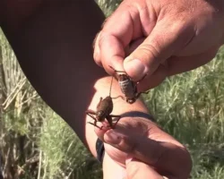 Джед Кристенсен и Марк Нельсон обсуждают летнее нашествие мормонских сверчков в Юте dzhed kristensen i mark nelson obsuzhdayut letnee nashestvie mormonskih sverchkov v yute-t-nw-ru-174778088900-0