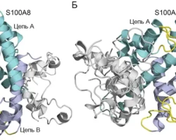 Екатерина Литус и РНФ сообщают о перспективных белках S100 в борьбе с Альцгеймером ekaterina litus i rnf soobshhayut o perspektivnyh belkah 100 v borbe s alczgejmerom-t-nw-ru-174705585400-0