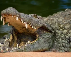 ganka tumpa i fiki bantama rasskazyvayut o neobychnyh vstrechah s zhivotnymi-t-nw-ru-174780367700-0