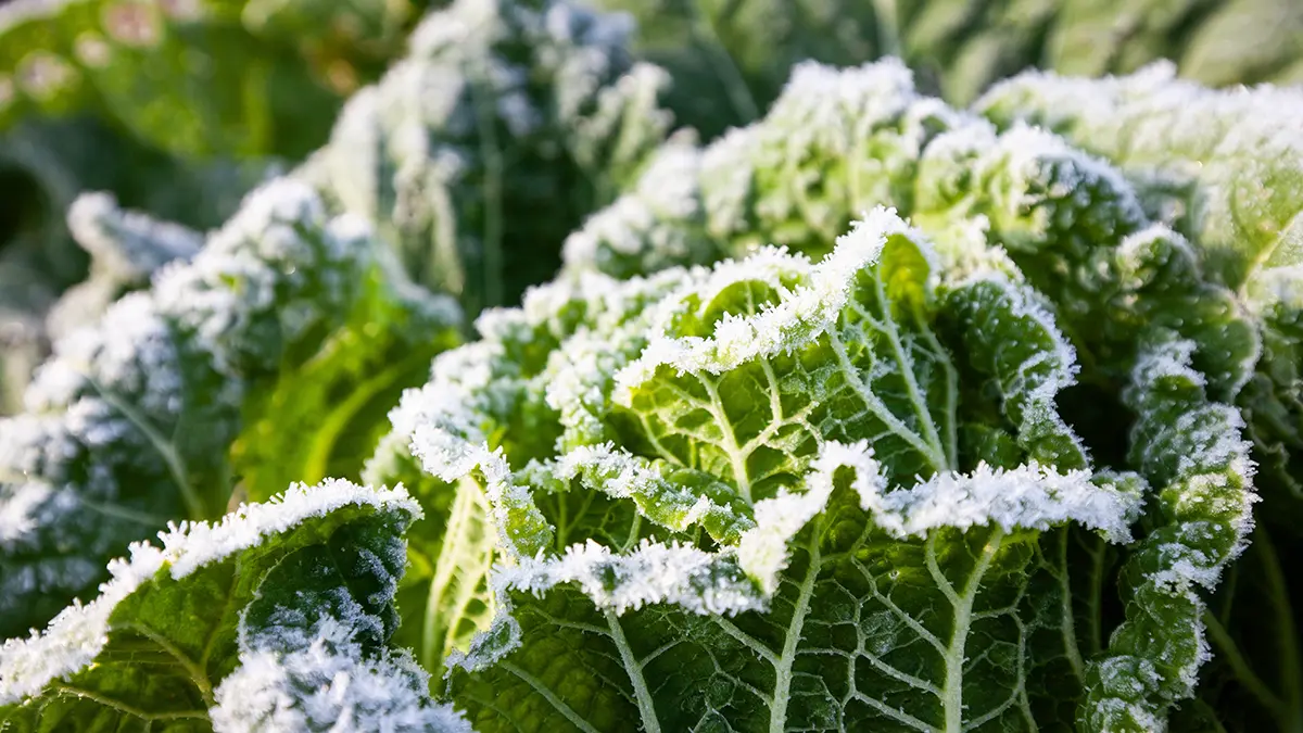Синоптик Тишковец: Заморозки вернулись в столичный регион