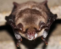 P. destructans из Украины поразил летучих мышей в США iz ukrainy porazil letuchih myshej v ssha-t-nw-ru-174867550600-0