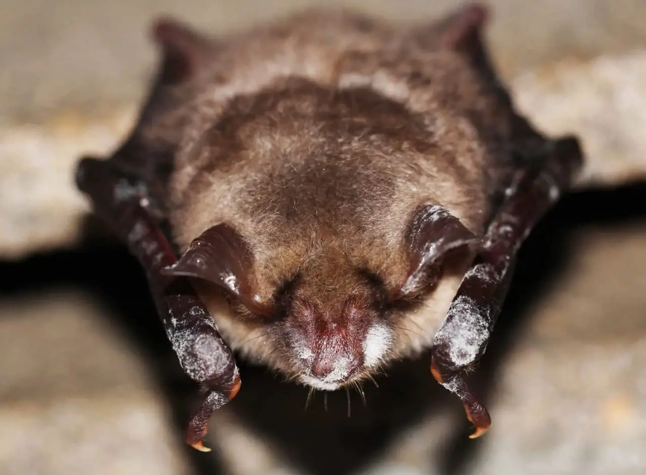 P. destructans из Украины поразил летучих мышей в США-0