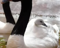 В Московском зоопарке появились птенец черношейного лебедя и редкие птицы v moskovskom zooparke poyavilis ptenecz chernoshejnogo lebedya i redkie pticzy-t-nw-ru-174851699500-0