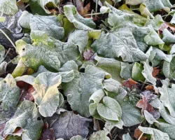 В Москве и Подмосковье ожидаются временные заморозки до 13 мая v moskve i podmoskove ozhidayutsya vremennye zamorozki do 13 maya-t-nw-ru-174703129300-0