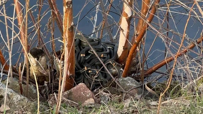 Жители Подмосковья все чаще сталкиваются со змеями | Источник: «Москвач Новости Москвы» / T.me