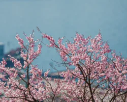 Во Владивостоке температура во вторник поднимется до +23°C vo vladivostoke temperatura vo vtornik podnimetsya do 23-t-nw-ru-174767169900-0