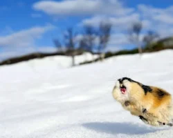 Захватывающая история освоения Арктики с John Stewart и белым медведем zahvatyvayushhaya istoriya osvoeniya arktiki s i belym medvedem-t-nw-ru-174815827700-0