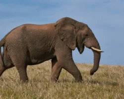 afrikanskij savannyj slon predstavlyaet soboj udivitelnogo giganta -t-nw-ru-174884649900-0